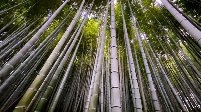 A low angle wide shot looking up at the dense and towering green bamboo stalks in the Arashiyama forest of Kyoto Japan Sunlight filters through the lush leafy canopy at the top of the tall vertical pl