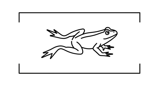 Minimalist amphibian illustration, simple black outline of a frog in a dynamic pose on white