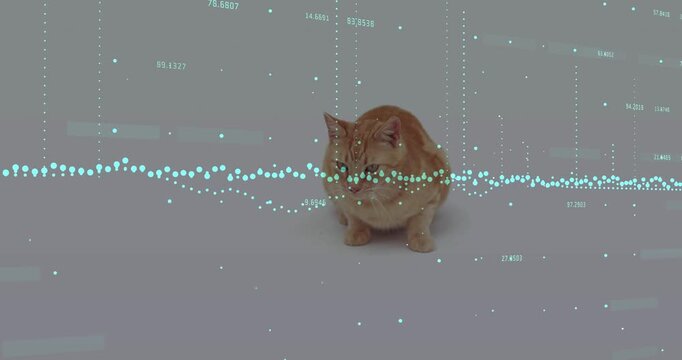 Orange tabby cat sitting on pale gray floor, responding to moving teal waveform by scanning