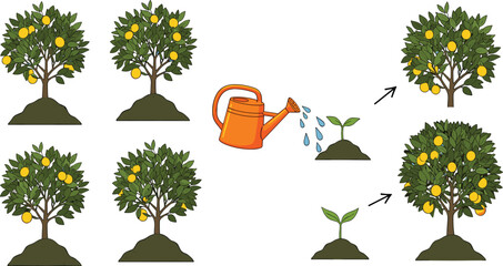 Plant Growth Stages with Watering Can and Fruit Tree Illustration Showing Seedling to Mature Harvest Process for Gardening, Agriculture, and Nature Education Designs © SUMON