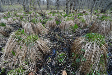 春の湿原とヤチボウズ（北海道・鶴居村）  © 愛 高行