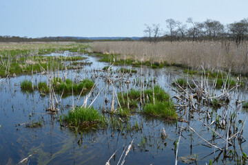 春の釧路湿原（北海道・鶴居村）  © 愛 高行
