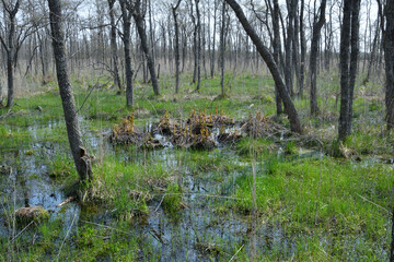 春の釧路湿原（北海道・鶴居村）  © 愛 高行