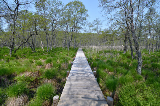初夏の釧路湿原と木道（北海道・釧路市）
