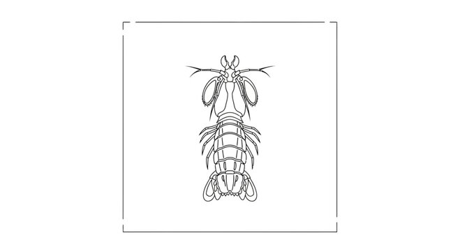 Intricate line art drawing of a predatory mantis shrimp showcasing its unique anatomical features