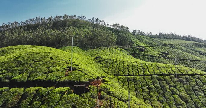 Cinematic aerial view of scenic tea plantation, hill valley in Munnar, Kerala, India. Aerial view of a tea plantation in Munnar. The beautiful Western Ghats mountain range in Kerala