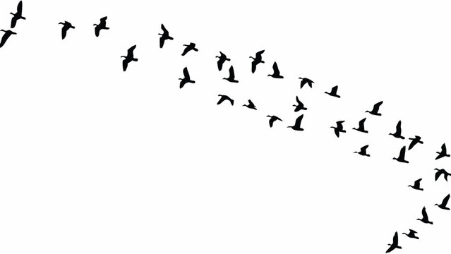 A flock of birds in flight forming a curved v shaped pattern