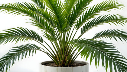 Obraz premium Close-up of a Potted Cycad Plant with Dark Green Fronds potted plant indoor plant Icon
