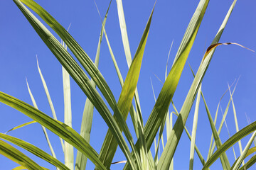 Fototapeta premium Green sugarcane leaves against a bright blue sky.