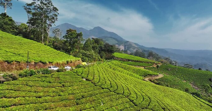 Cinematic aerial view of scenic tea plantation, terraced hill valley in Munnar, Kerala, India. Aerial view of a tea plantation in Munnar. The beautiful Western Ghats mountain range in Kerala