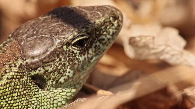 Macro slow-motion wildlife footage of a sand lizard (Lacerta agilis) resting in dry leaves while repeatedly licking its nose and upper jaw with its tongue. Extreme close-up head portrait.