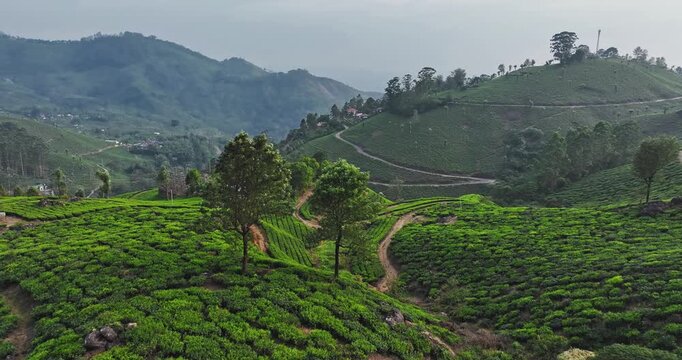 Cinematic backward fly aerial shot of Tea Plantation hill valley in Munnar, Kerala, India. Aerial view of a tea plantation in Munnar. The beautiful Western Ghats mountain range in Kerala