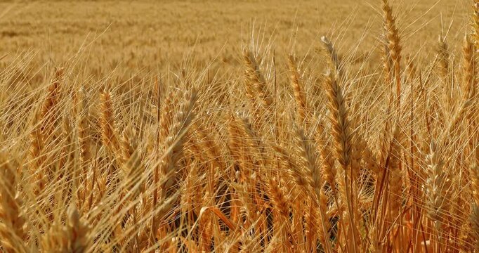 Close-up of golden wheat ears swaying in the wind during harvest season