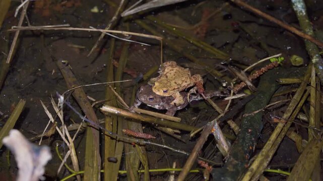 Common European Toad Pair Mating In Shallow Pond Among Submerged Vegetation During Breeding Season, Close Up Shot