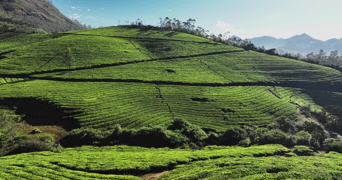 Cinematic aerial view of scenic tea plantation, terraced hill valley in Munnar, Kerala, India. Aerial view of a tea plantation in Munnar. The beautiful Western Ghats mountain range in Kerala