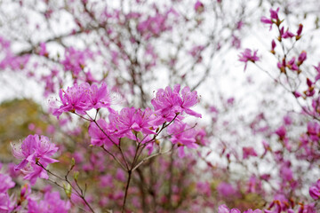Fototapeta premium Pink flowers blooming on branches against a white sky.