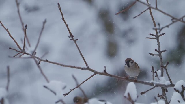 Great tit and sparrow interaction on snowy branch during heavy snowfall, bird territory behaviour in cinematic winter slow motion