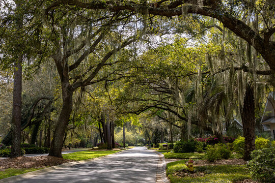 Scenic residential street under live oak canopy with Spanish moss on Dataw Island in South Carolina