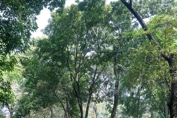 Obraz premium Layered tropical woodland with airy crowns and filtered brightness. Dense reserve scenery featuring interlaced branches plus leafy depth. Green arboreal panorama showing tranquil habitat 