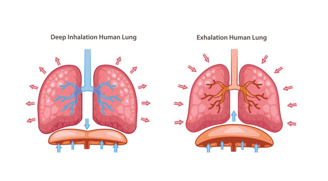 Deep Breathing of Human Lung Anatomy Illustration