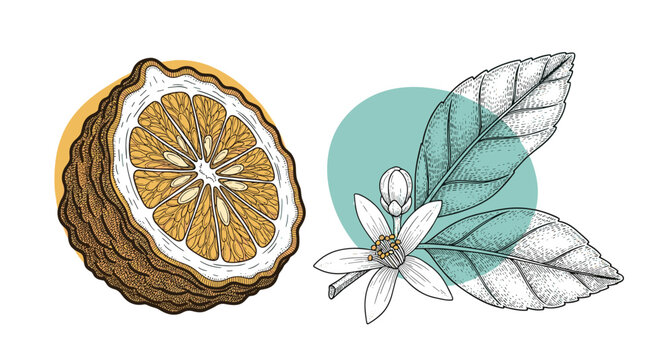 Detailed botanical sketch of a bergamot citrus fruit cross section alongside its leaves and delicate white flowers.