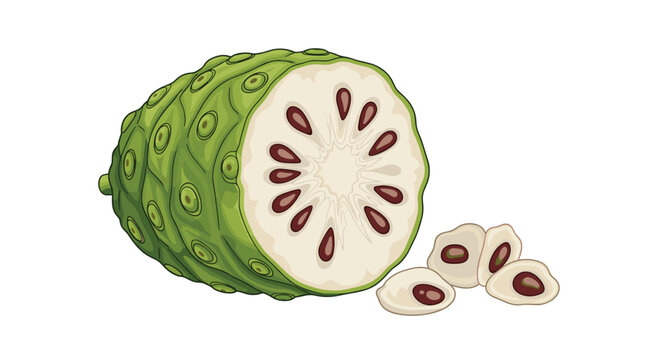 Detailed illustration of a whole noni fruit and cross section slices showing internal seeds on white background.