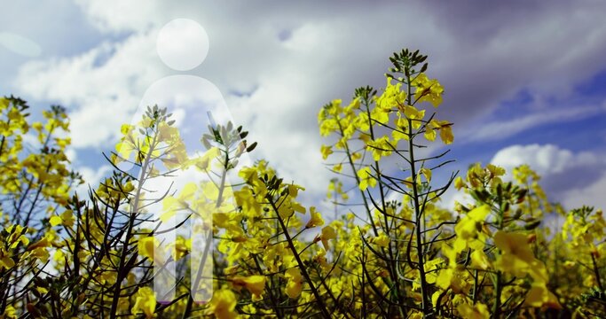 Showing dense yellow flowering stems and seed pods rising in open field, with faint avatar overlay