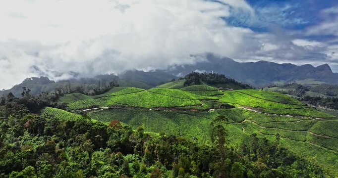 Close-up cinematic aerial view of Tea Plantation hill valley in Munnar, Kerala, India. Aerial view of a tea plantation in Munnar. The beautiful Western Ghats mountain range in Kerala