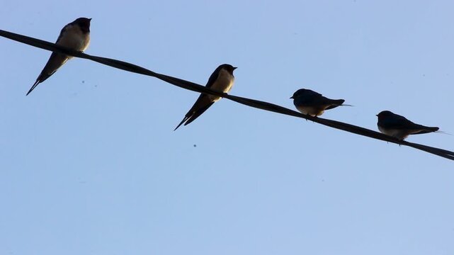 Video of a bird on an electrical wire with an isolated blue sky background