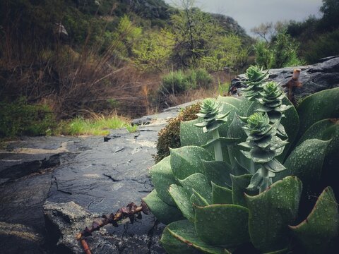 Vibrant Green Succulents with Water Droplets on Wet Rocks in a Rain-Drenched Desert