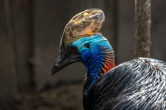 southern cassowary. 