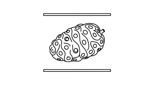 Detailed black and white line drawing illustration of a unique noni fruit isolated on a clean