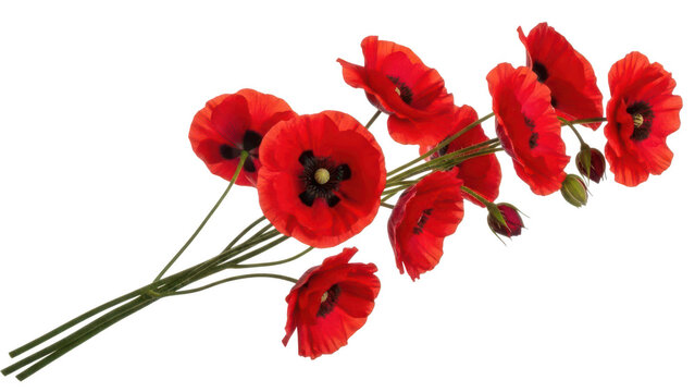 Bouquet of red poppies with green stems, cut out