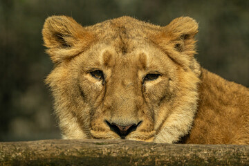resting lioness. © pityke70