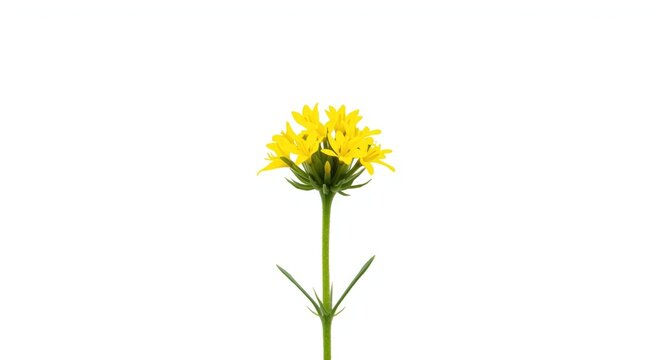 Yellow sweet clover Melilotus officinalis flower isolated with white backdrop