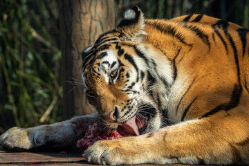 Obraz premium tiger in the zoo