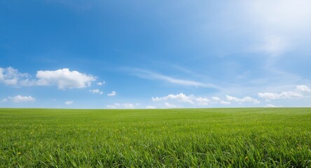 Fototapeta premium Sunny afternoon featuring vibrant green lawn and cloudless sky