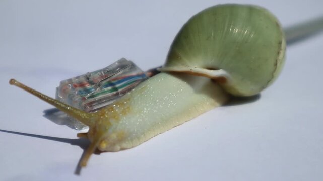 Snail walking on a network cable, slow connection