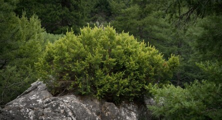Fototapeta premium Evergreen juniper flourishing on a rocky ledge framed by dense surrounding trees