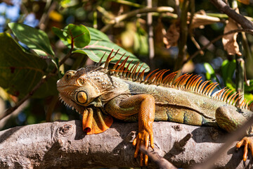 Naklejka premium Exotic pet, closeup. Wildlife fauna. Large iguana tail. Reptile animal in nature. Wildlife zoo in jungle. Iguana lizard in tropical jungle. American iguana herbivorous lizard. Exotic iguana reptile