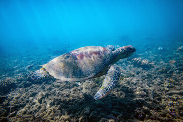 Obraz premium Portrait of a green sea turtle gliding over coral reef in a tropical blue water lagoon. Photographed on Fitzroy Island, Great Barrier Reef, Queensland Australia.