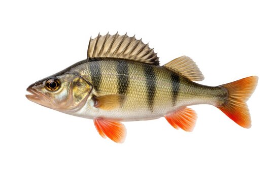 A single European perch isolated on a clean white backdrop