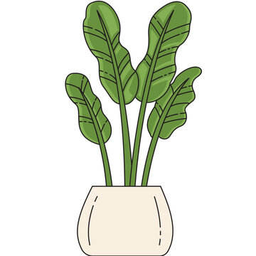 bird of paradise illustration