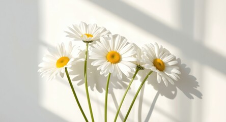 Obraz premium Sunlit fresh daisies with minimalist decor and white background