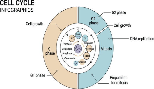 Cell Cycle Infographic Diagram Showing G1, S, G2 Phases and Mitosis with DNA Replication and Cell Growth Biology Education VectorCell Cycle Infographic Diagram 