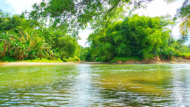 Scenic View of a Calm River and Bamboo Trees Seen from Under a Shady Tree on the Opposite Bank