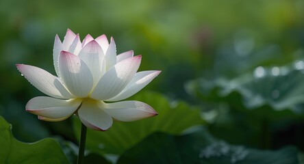 Obraz premium Graceful white lotus flower in early daylight with fresh atmosphere and dewdrop suited for copy space