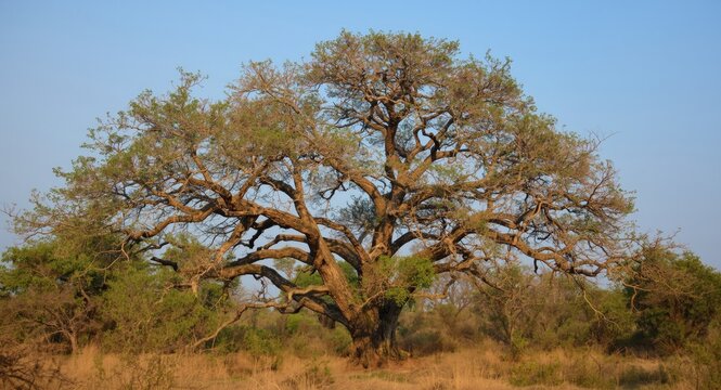 The majestic beauty of a mature marula tree