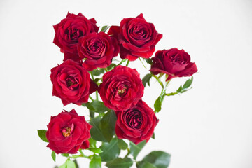 Fototapeta premium 赤い薔薇