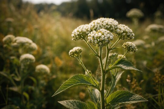 Close up of wild quinine plant blooming in natural reserve environment